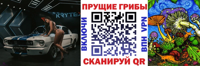 закладки  Волгодонск  Псилоцибиновые грибы Psilocybine cubensis 